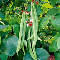 Runner Bean Collection