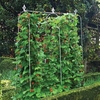 Runner Bean Frames