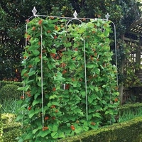 Runner Bean Frames