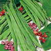 Runner Bean Galaxy Seeds