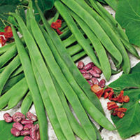 Runner Bean Galaxy Seeds