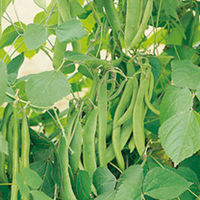 Runner Bean Kelvedon Stringless Seeds