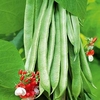 Runner Bean Plants - Super Trio Collection