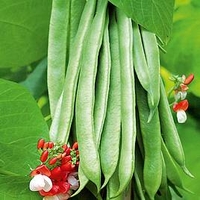 Runner Bean Plants - Super Trio Collection