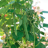 Runner Bean Seeds - Celebration
