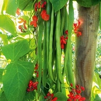 Runner Bean Seeds - Firestorm