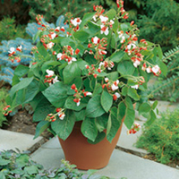 Runner Bean Seeds - Hestia
