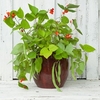 Runner Bean Seeds - Jackpot Mixed