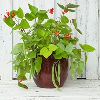 Runner Bean Seeds - Jackpot Mixed