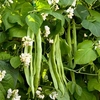 Runner Bean Seeds - Mergoles