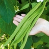 Runner Bean Seeds - Moonlight