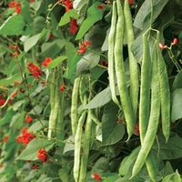 Runner Bean Seeds - Scarlet Emperor