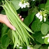Runner Bean Seeds - Snowstorm