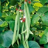 Runner Bean Seeds - St George