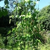 Runner Bean Support Frame Kit
