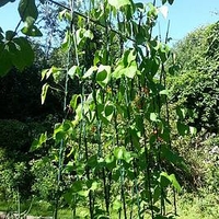Runner Bean Support Frame Kit