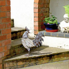 Rustic Wooden Chicken