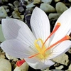 Saffron Crocus Bulbs - White
