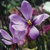 Saffron Crocus Bulbs