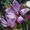 Saffron Crocus Bulbs