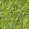 Sagina Plant - Green