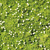 Sagina Plant - Green