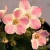 Saintpaulia Plant - Baker Pink Star