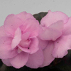 Saintpaulia Plant - Beatrice Trail