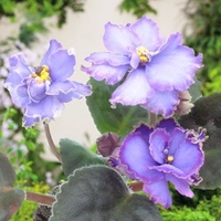 Saintpaulia Plant - Blue Dragon