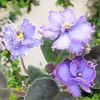 Saintpaulia Plant - Blue Dragon