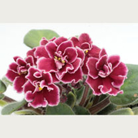 Saintpaulia Plant - Bob Serbin