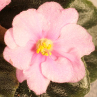 Saintpaulia Plant - Country Romance