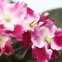 Saintpaulia Plant - Crimson Ice