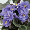 Saintpaulia Plant - Delft