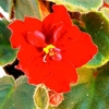 Saintpaulia Plant - Dibleys Kaarina