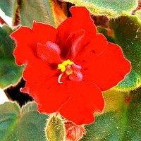 Saintpaulia Plant - Dibleys Kaarina