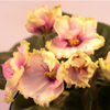Saintpaulia Plant - Dibleys Pat