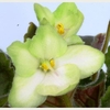 Saintpaulia Plant - Emerald Love
