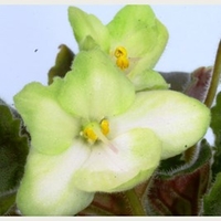 Saintpaulia Plant - Emerald Love