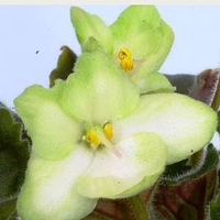 Saintpaulia Plant - Emerald Love