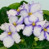 Saintpaulia Plant - Favorite Child