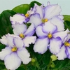 Saintpaulia Plant - Favorite Child