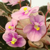Saintpaulia Plant - Flashy Angel
