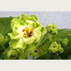 Saintpaulia Plant - Green Lace