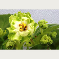 Saintpaulia Plant - Green Lace