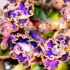 Saintpaulia Plant - Indigo Ruffles
