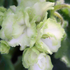 Saintpaulia Plant - Irish Flirt
