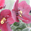 Saintpaulia Plant - Jolly Champ