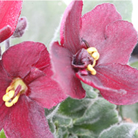 Saintpaulia Plant - Jolly Champ