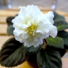 Saintpaulia Plant - Jolly Prize